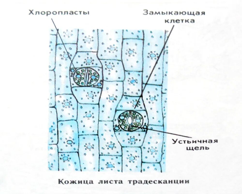 Кожица традесканции под микроскопом. Клетки эпидермиса листа традесканции. Клетки эпидермы листа традесканции. Строение эпидермиса листа традесканции. Клетки кожицы листа традесканции.