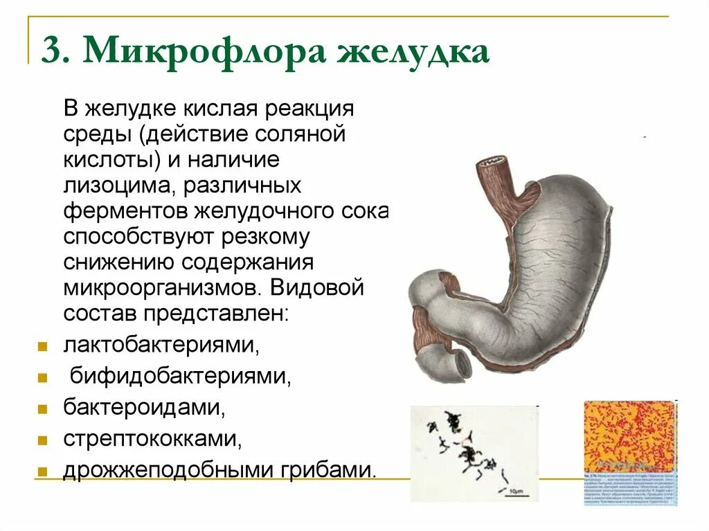 Среда пищевода. Основные представители нормальной микрофлоры ЖКТ. Функции резидентной микрофлоры желудка. Микрофлора желудка человека. Микробиоценоз желудка.