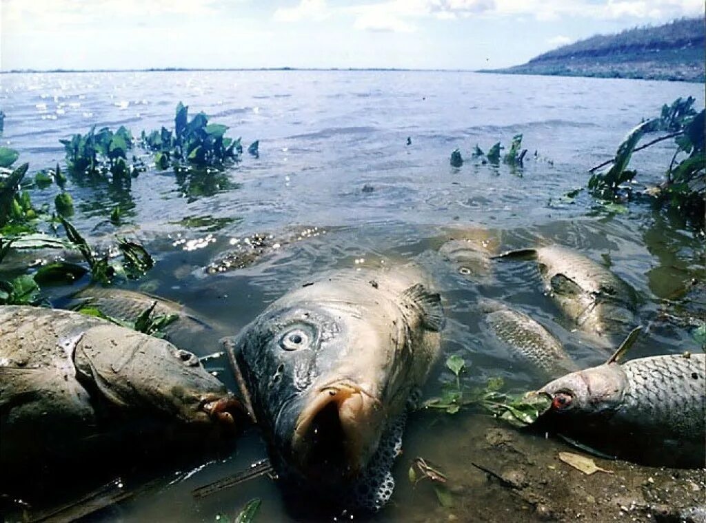 Рыба страдает. Экологическая катастрофа. Загрязнение воды. Посдствия загрязнения водоёмов. Вымирание животных из за загрязнения вод.