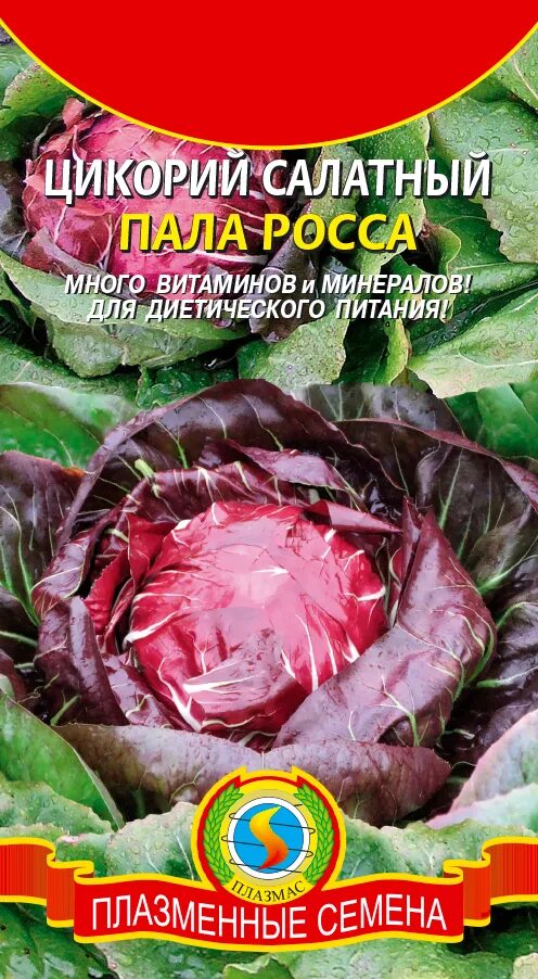 Цикорий салатный эндивий. Семена алтая с викой. Салат цикорный кочанный. Салат цикорий кочанный диетический. Цикорный салат семена алтая.