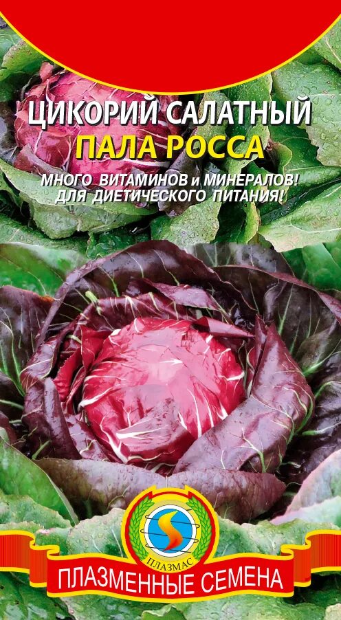 Пала росса. Цикорный пала Росса. Салат цикорный пала Росса. Салат цикорий кочанный Палла Росса. Салат цикорий кочанный.