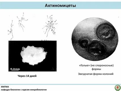 Таксономия актиномицетов
