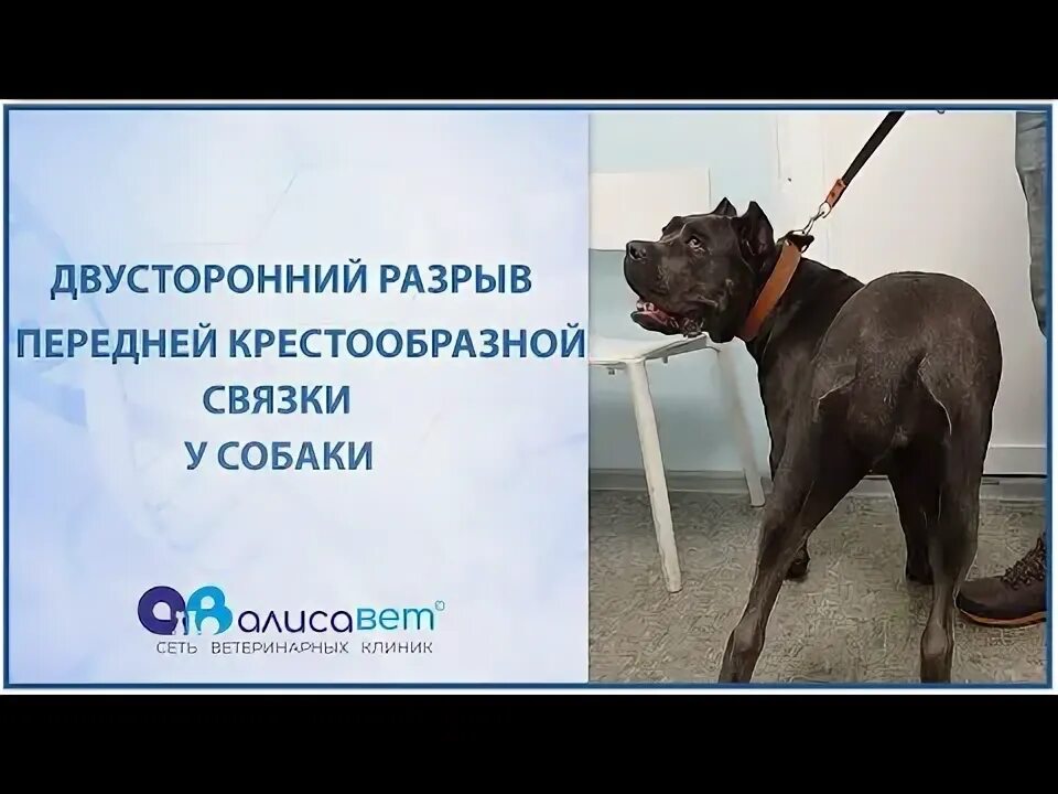 Разрыв крестовидной связки у собак. Диагностика разрыва ПКС У собак. Разрыв крестообразной связки у собак. Разрыв крестообразной связки у собак операция. Удаление голосовых связок у собаки