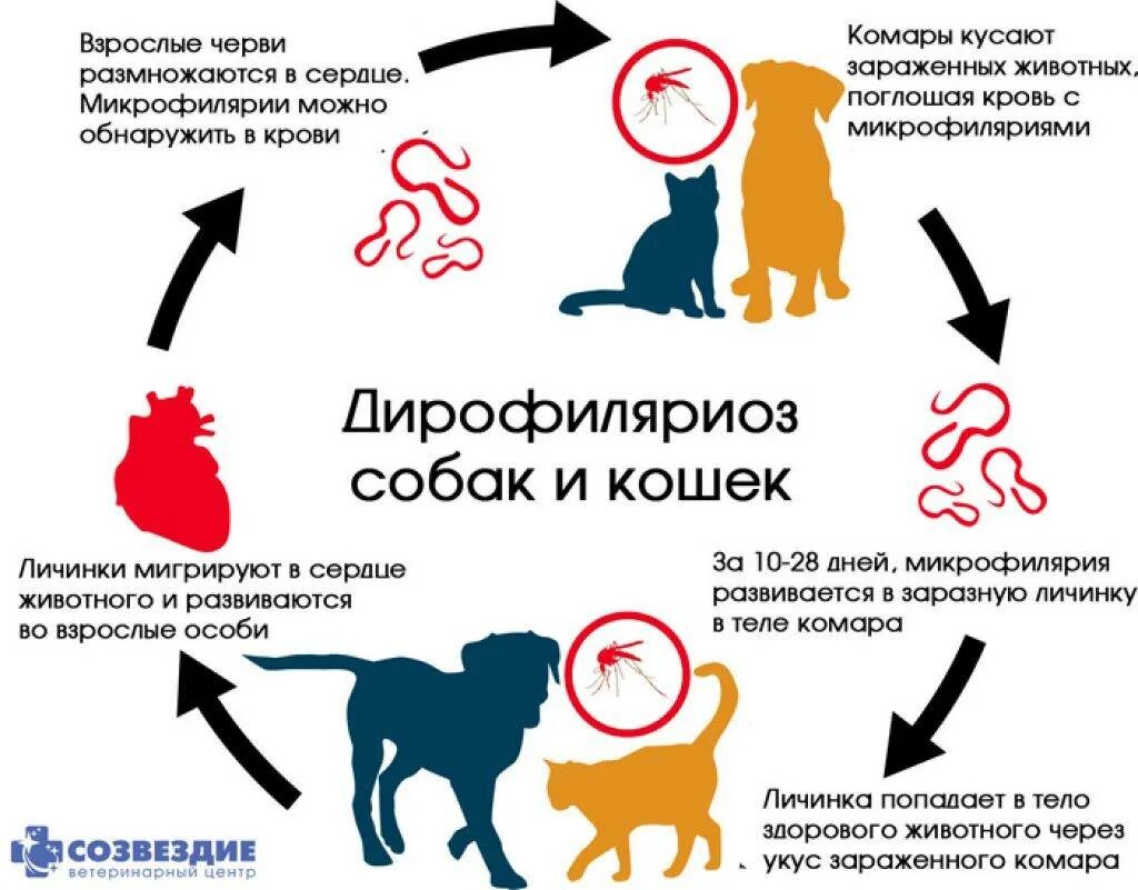 Заболевания передающиеся от кошек. Дирофиляриоз цикл развития у животных. Цикл развития дирофилярий у собак. Жизненный цикл дирофилярии схема.