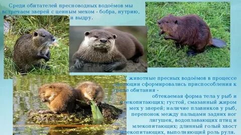 Какие животные пресных вод нуждаются в охране