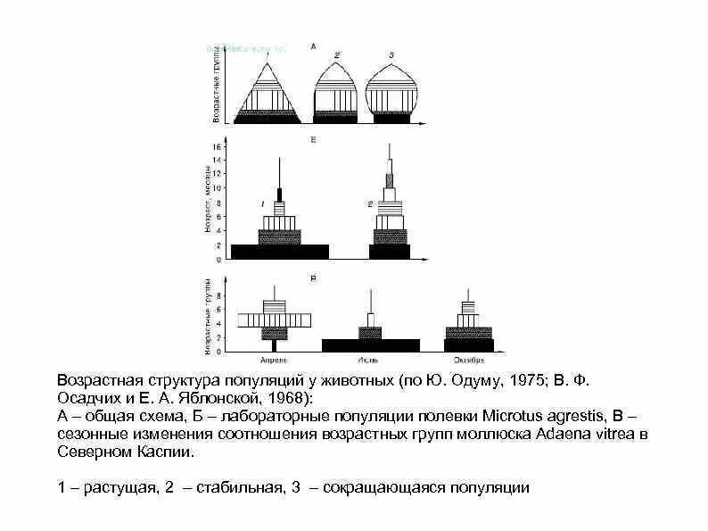 Возрастная структура популяции схема. Возрастная структура популяций возрастные группы. Возрастная структура популяции человека. Возрастная структура популяции животных. Характеристика возрастной структуры популяции