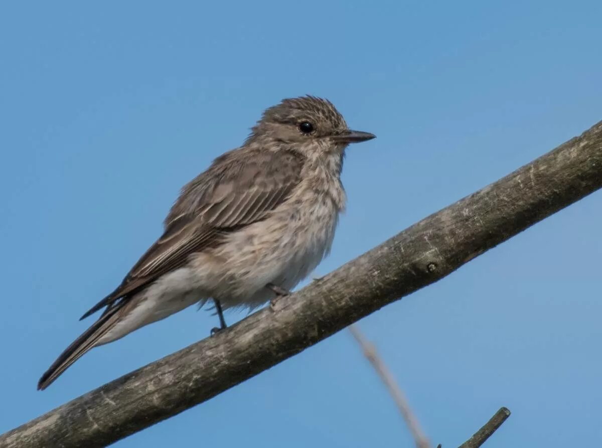 Маленькие птички москвы. Мухоловка серая – Muscicapa striata (Pallas, 1764). Маленькая серенькая птичка в Подмосковье. Маленькая серая птичка в Подмосковье. Серые птички в Москве.