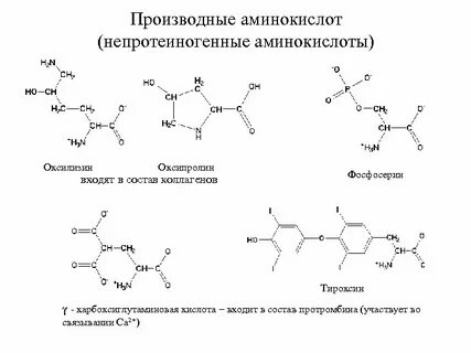 Протеиногенные аминокислоты состав