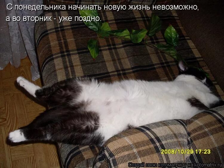 Типичный недосыпающий. Вторник выходной картинки. Статус про понедельник. Вторник котики. Мемы про понедельник.