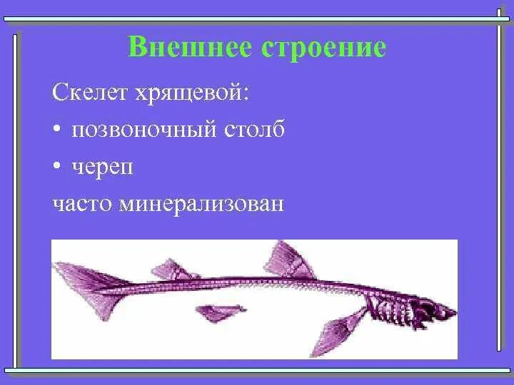 Класс хрящевые рыбы особенности внешнего строения. Скелет хрящевых рыб. строение скелетов хрящевых. строение скелета хрящевых рыб. хрящевые рыбы строение.