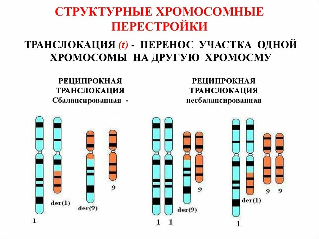 Появление дополнительной хромосомы. Транслокация хромосом схема. Сбалансированная и несбалансированная транслокация. Транслокация кариотип. Робертсоновская транслокация.