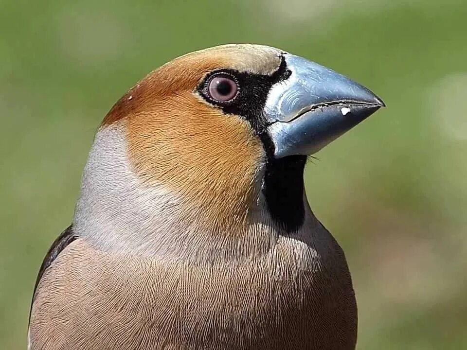 Обыкновенный Дубонос. Дубонос обыкновенный (coccothraustes coccothraustes). Обыкновенный Дубонос Вьюрковые. Дубонос птица. Коричневая птица с клювом