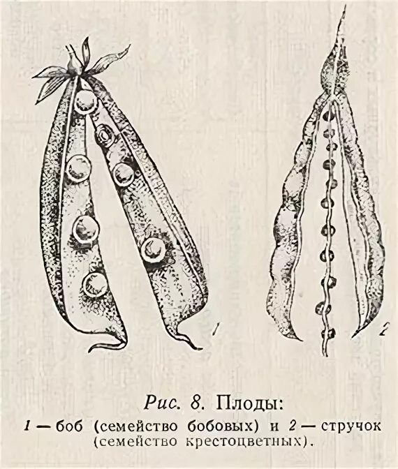 Боб сухой плод. Строение плода боб горох. Сухие коробочковидные плоды. Строение стручка. Чем боб отличается от стручка.