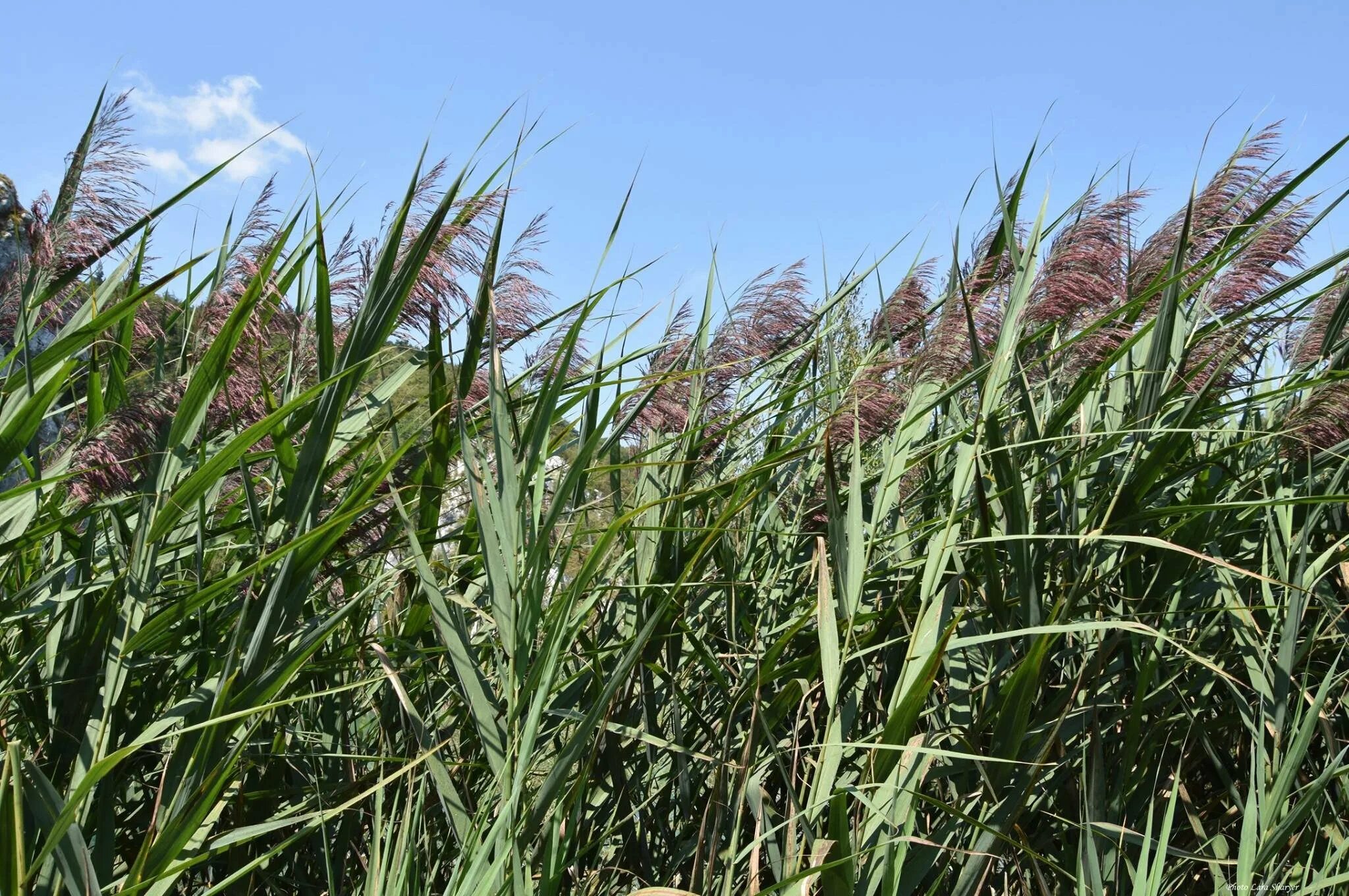 Тростник Южный phragmites Australis. Тростник обыкновенный phragmites Australis. Тростник Южный (phragmítes Austrális). Тростник обыкновенный - phragmítes Austrális. Тростник южный