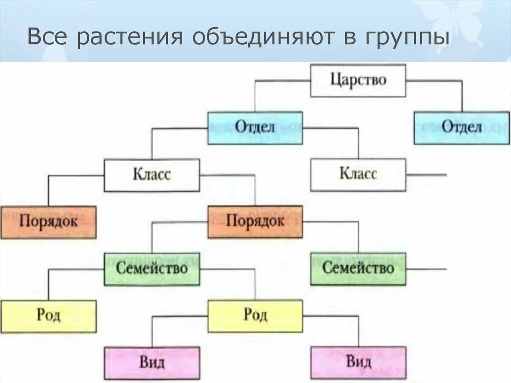 Растения родственных видов. В систематике растений отделы объединяются в. растения царство отдел класс. растений: порядок — ? — отдел — царство;. классы в систематике растений.