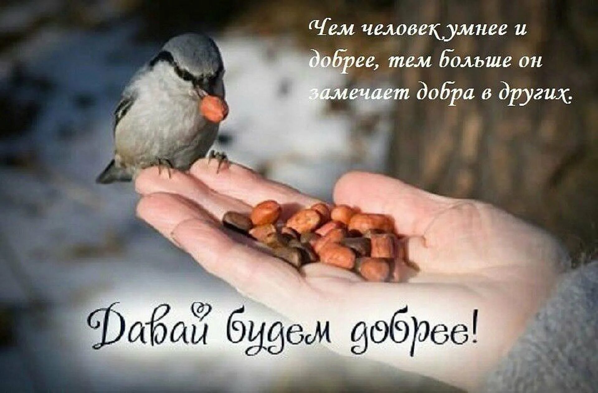 Доброта прикольные картинки. Открытки о доброте. Цитаты про птиц. Мудрые высказывания о птицах. Красивые цитаты про птиц.