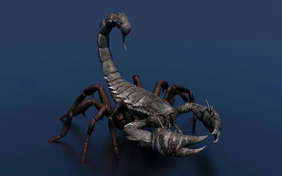 Скорпион арк. Арахнид Скорпион. Scorpion 3d model. Гибрид паука и скорпиона. Скорпион фото.