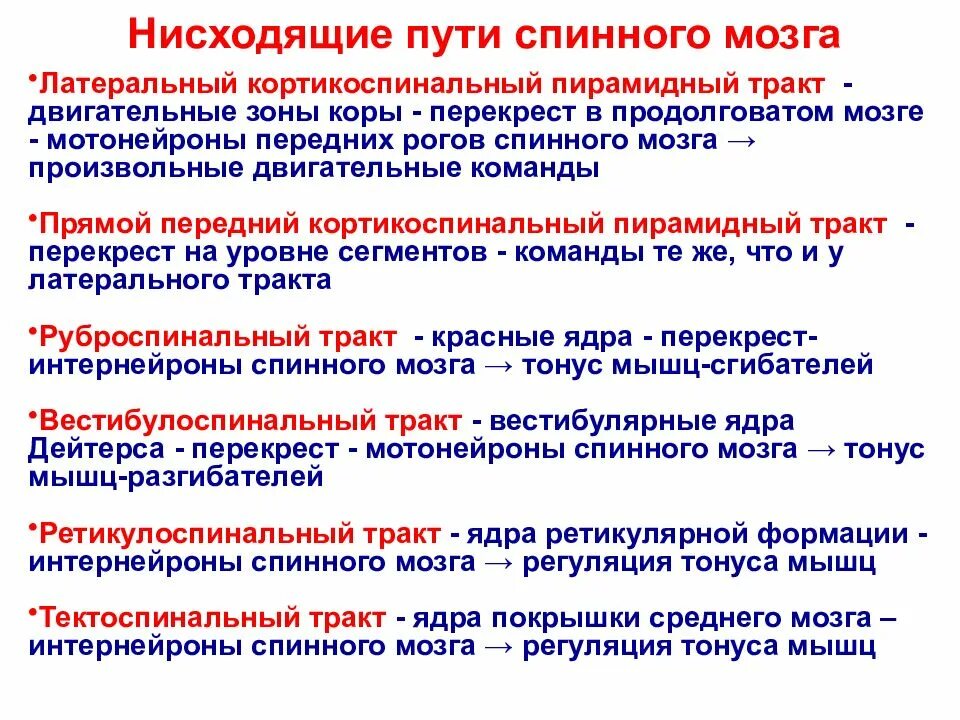 Двигательные проводящие пути спинного мозга. Чувствительные и двигательные пути спинного мозга. Проводящие пути спинного мозга таблица восходящие и нисходящие. Проводящие пути спинного мозга кратко.