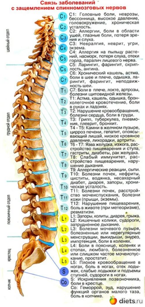 Защемление корешков в пояснице. Т6 т7 позвонки. Позвоночник 4 позвонок снизу. Позвонки т5 т6. Сегмент с4-7 шейного отдела.