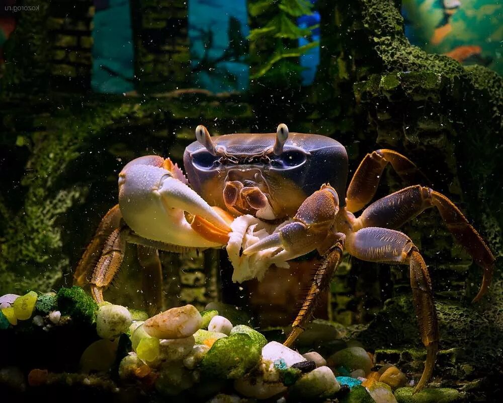 Краб в аквариуме содержание. Радужный краб (Cardisoma armatum). Краб-вампир (Geosesarma Dennerle). Аквариумные Крабы. Краб мангровый аквариумный.