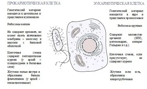 Клеточная структура эукариоты и прокариоты