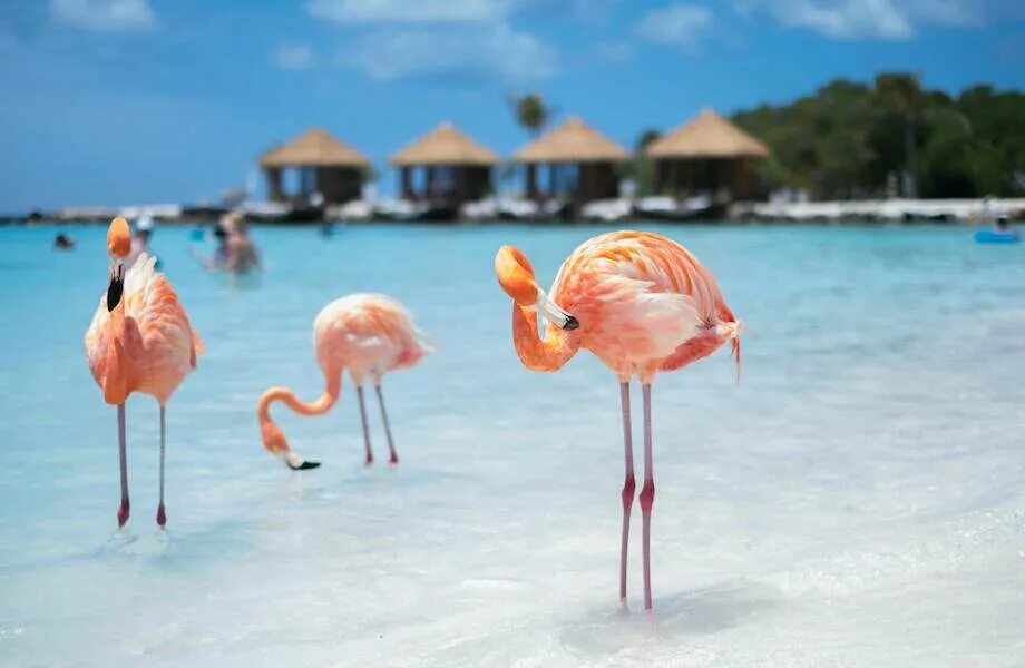 Остров фламинго где находится Flamingo Beach Guide: Everything you need to know Vanessa Aguirre Flamingo bea
