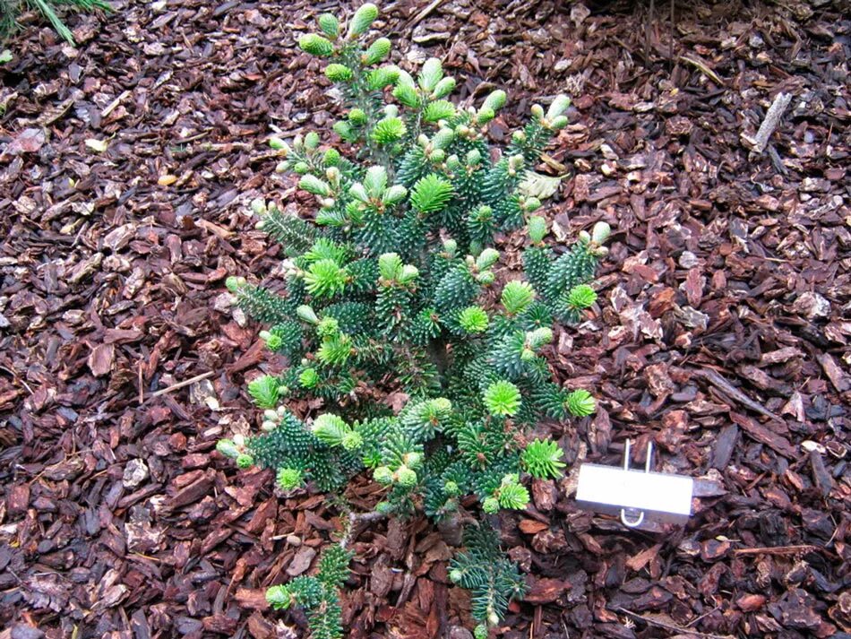 пихта кореана тундра. пихта корейская тундра. пихта корейская тундра р9. пихта корейская грин спайн. пихта декоративная карликовая.