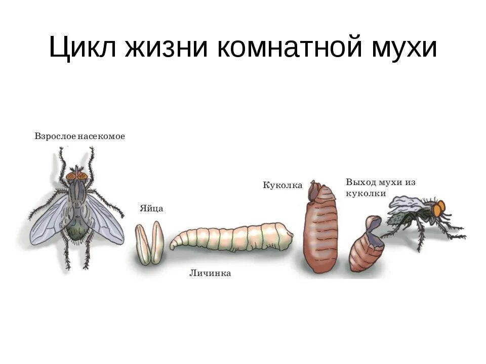 Цикл развития мухи схема. Цикл развития домашней мухи. Цикл развития комнатной мухи. Цикл развития мухи Муха комнатная.