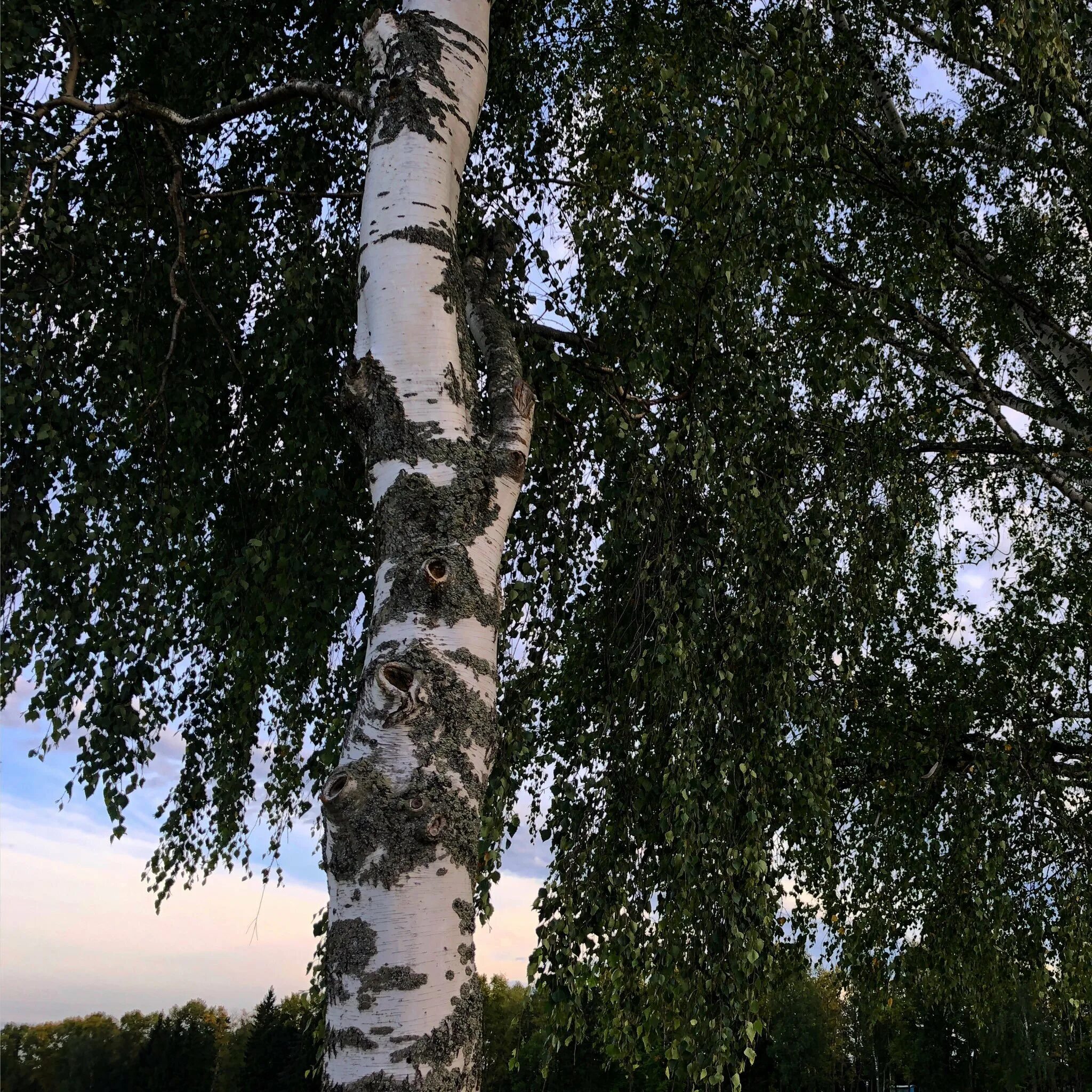 Берёза Шмидта. Березовая роща береза повислая. Береза повислая Obelisk. Береза повислая Обелиск. Открой березки