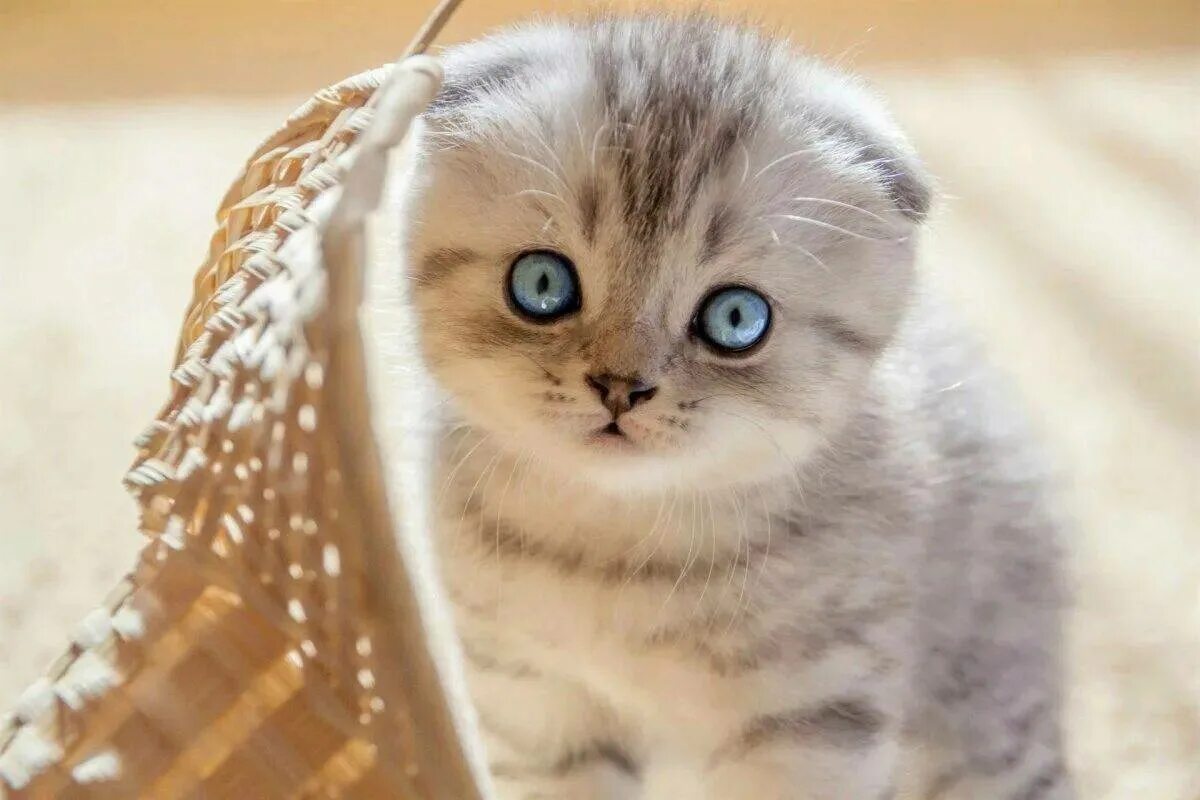 Милые кошечки. Скоттиш фолд котята. Самую милую фотографию котика. Милые кошечки. Картинки на рабочий стол телефона киски.