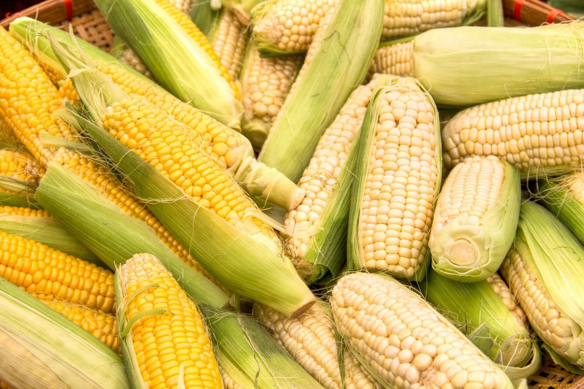 Кукуруза доле. Bellmarc кукуруза. Кочерыжка кукурузы. Кукуруза это овощ. Кукурузный початок.
