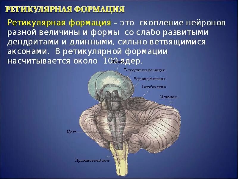 Ретикулярная формация заднего мозга. Ядра ретикулярной формации продолговатого мозга. Ретикулярная формация строение и функции. Ретикулярная формация моста функция.