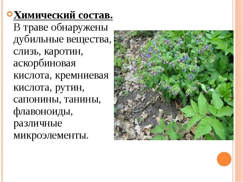 Лекарственное растение обладающее отхаркивающим действием. Лекарственные растения обладающие отхаркивающим действием. химический состав травы. дубильные вещества в растениях обладают действием. химическая трава.