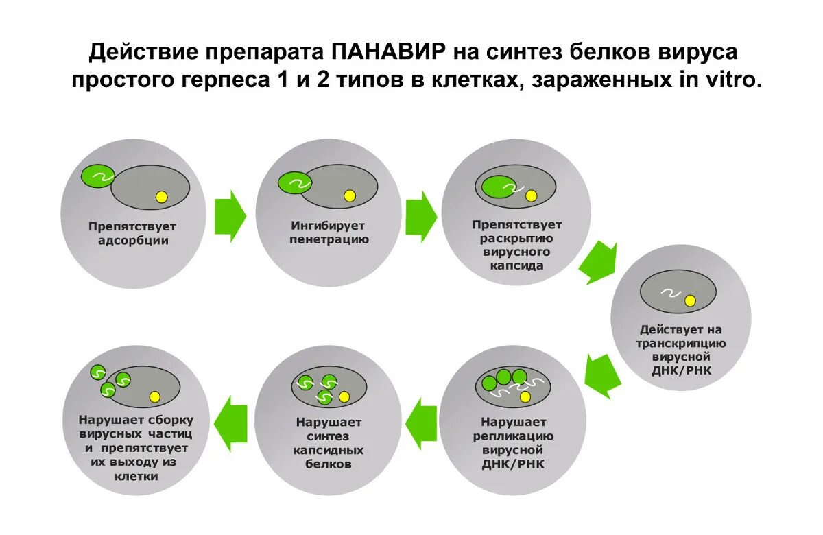 Лечение впч препараты схема лечения. Механизм действия вируса. Панавир механизм действия. Механизм действия Панавира. Вирус герпеса механизм действия.