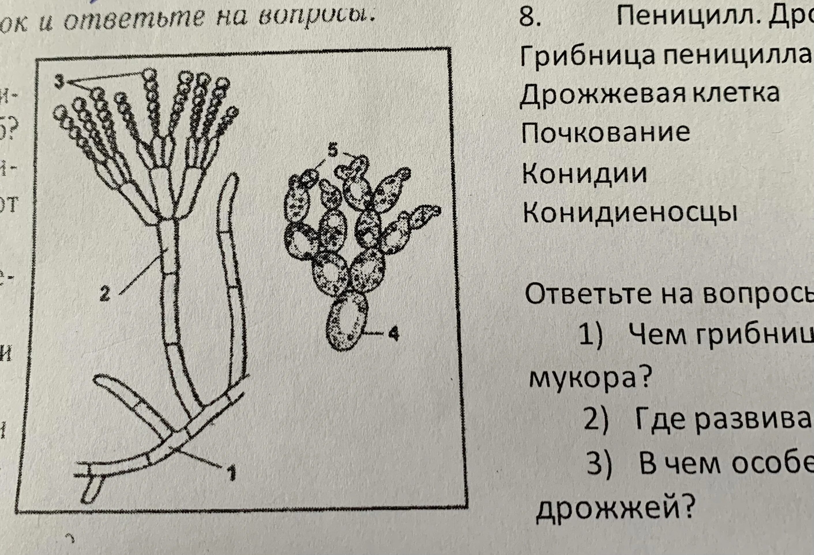 Грибы мукор пеницилл дрожжи. Нитчатый гриб пеницилл. Гриб пеницилл строение. Пенициллин вегетативный мицелий. Части плесневого гриба пеницилла.