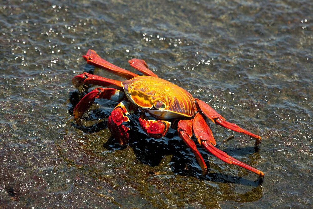 рачки моллюски. речные рачки. рак-отшельник миддендорфа. ракообразные 4 буквы. краб ракообразные.