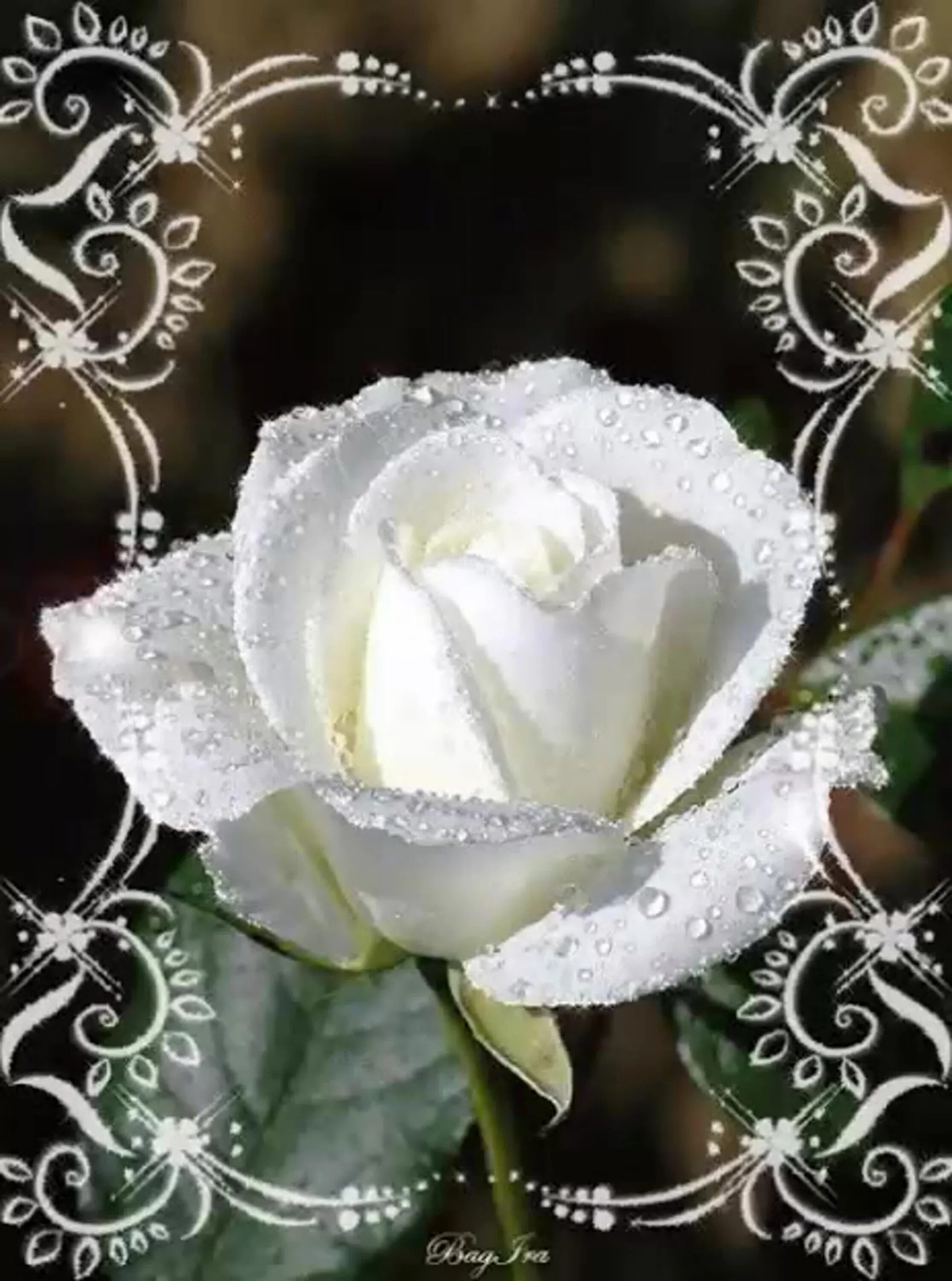 Красивые блестящие цветы. Красивые белые розы. Открытки с белыми розами. Блестящие цвета.