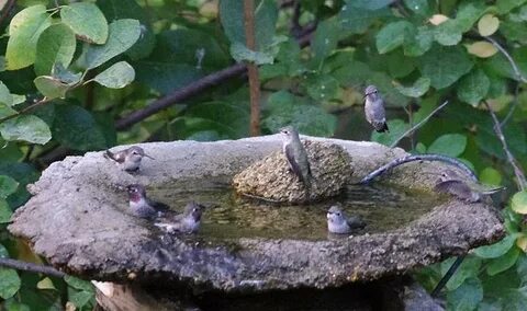 Wildlife garden