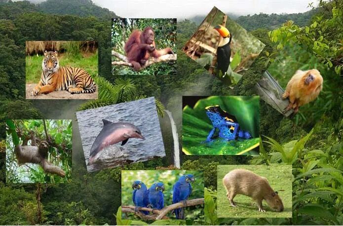 Тропические животные 1 класс. Животные и растения в тропиках. Животные тропиков коллаж. Коллаж животные и растения тропиков. Коллажи из тропических растений и животных.