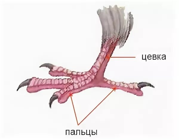 Цевка. Цевка у голубя. Строение цевки птицы. Цевка часть конечности птицы. Внешнее строение конечностей птиц.