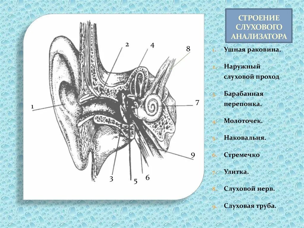 Строение слухового анализатора анализатора. Слуховой анализатор строение слуха. Строеник УЗО слуховой аналтз. Строение анализатора слуха. Центральный орган слуха