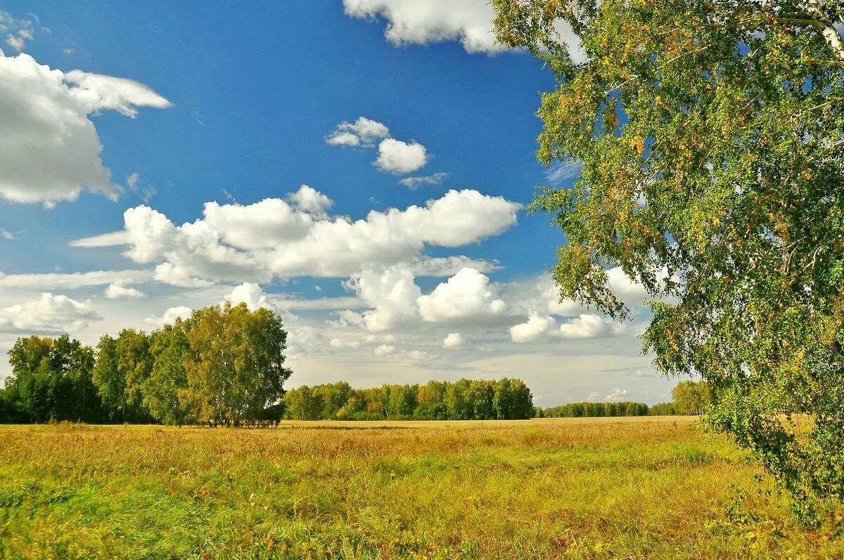 родины просторы леса. пушгоры природа. русь река березы. березовая роща тверь. россия раздолье равнины.