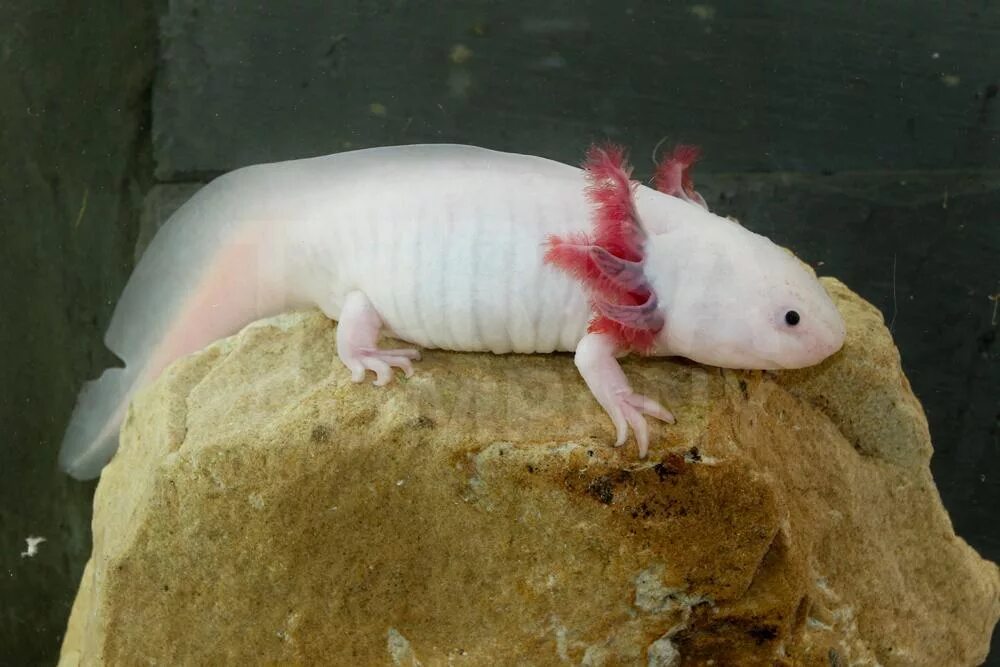 метаморфоз аксолотля в амбистому