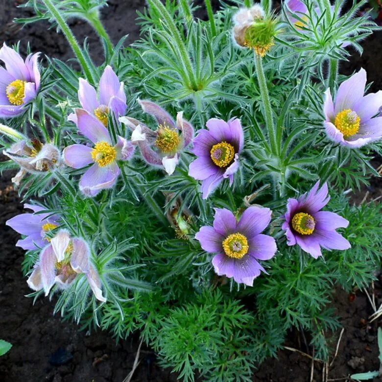 Прострел многонадрезный. Прострел rosea. Цветы прострелы садовые. Anemone pulsatilla цветок. Прострел обыкновенный (pulsatilla vulgaris).
