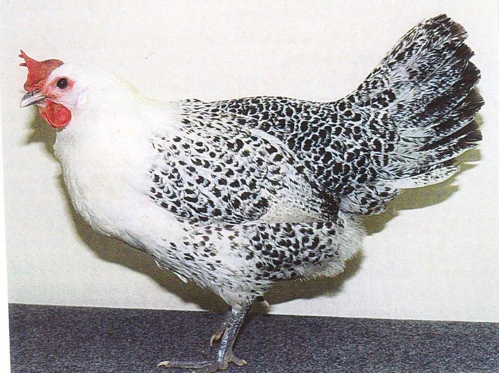 Черно белая порода кур. Виандот фазаний цвет. Хорватская крыжевачка кукмица порода кур. Крапчатые куры породы. Бело черные породы кур.