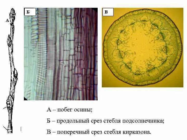Поперечный и продольный срез. Продольный срез стебля подсолнечника. Поперечный срез стебля подсолнечника. Препарат среза кукурузы продольный. Продольный срез стебля кукурузы.