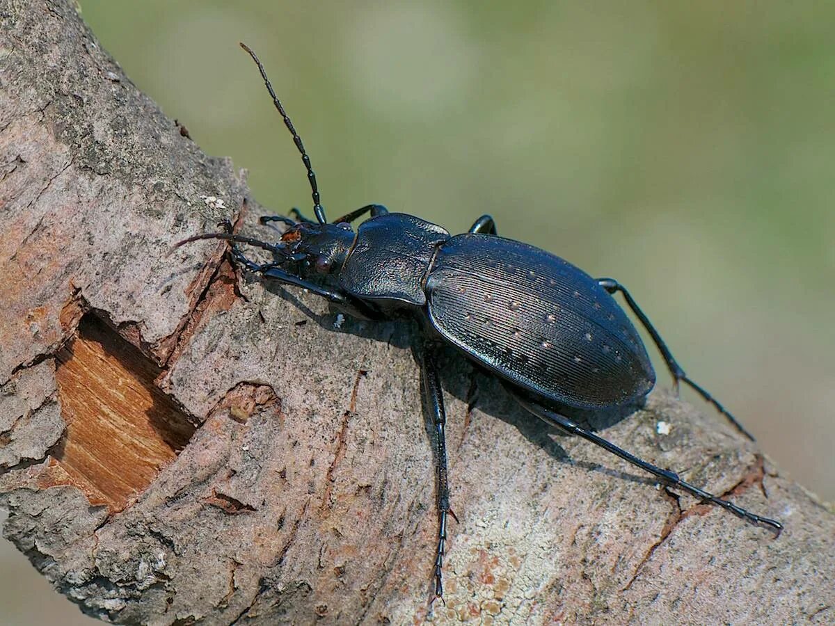 жук щелкунчик. жук агриот. жук волк. золотой волк жук. навозный жук носорог.