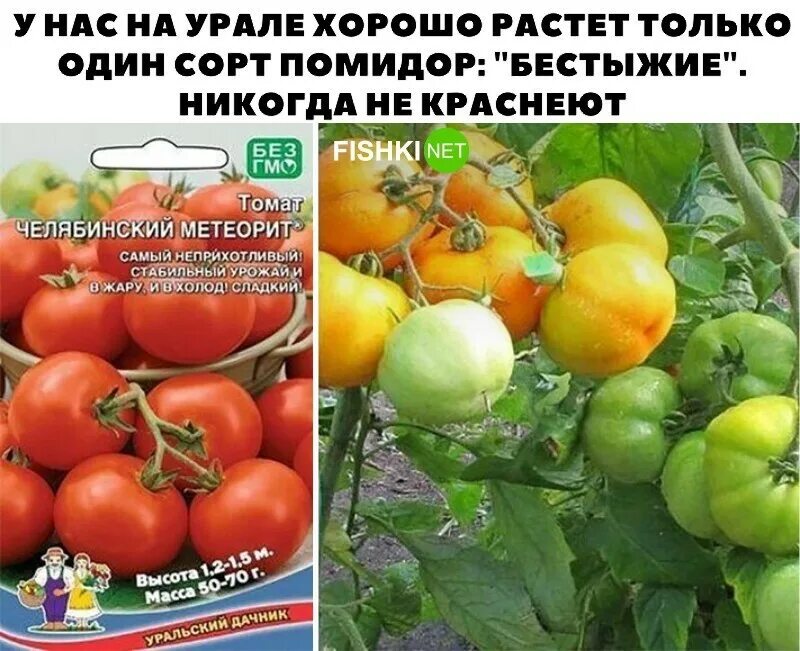 Томат метеорит характеристика и описание сорта. Томат челябинский метеорит уральский дачник. сорт томатов челябинский метеорит. томат челябинский метеорит характеристика. томат челябинский метеорит оранжевый.