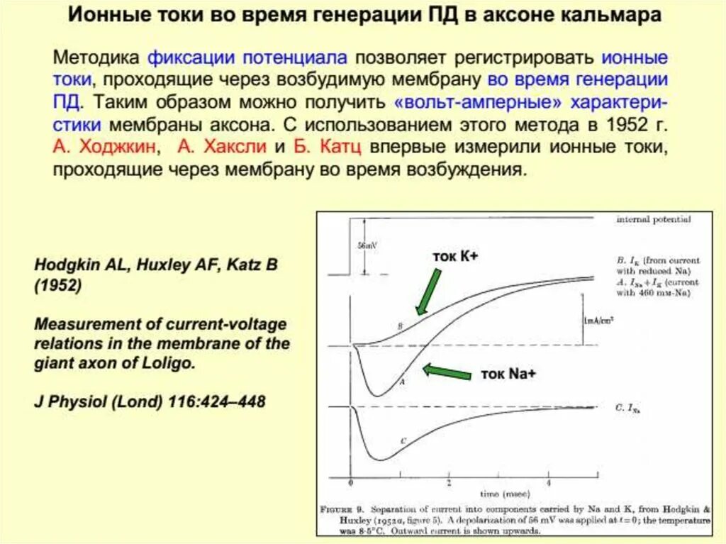 Ионный потенциал. Механизм образования мембранного потенциала покоя. Механизм потенциала покоя связан:. Потенциал создаваемый ионной атмосферой. Ионный потенциал.