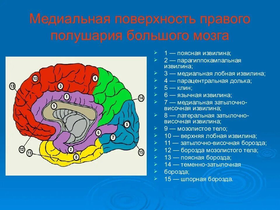 2 поверхности головного мозга. Парагиппокампальная извилина головного мозга. Шпорная борозда Клин язычная извилина. Поясная извилина головного мозга.